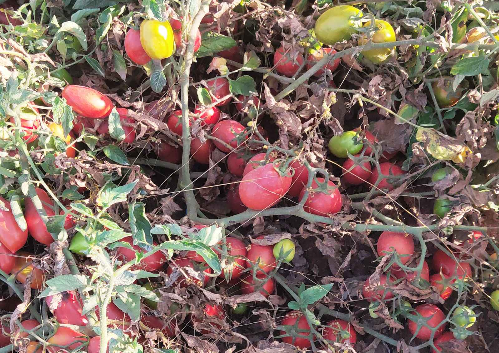 Чем удобрять помидоры