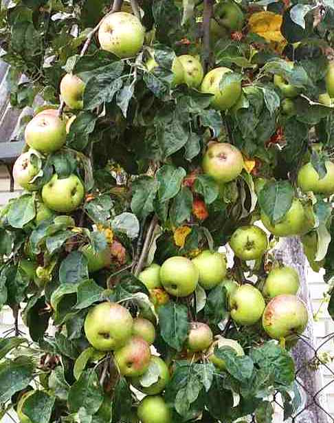 Врожай яблук на мікродобривах Айдамін