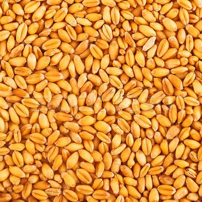 Семена пшеницы. Обработка озимой пшеницы осенью. Рекомендации экспертов айдамин