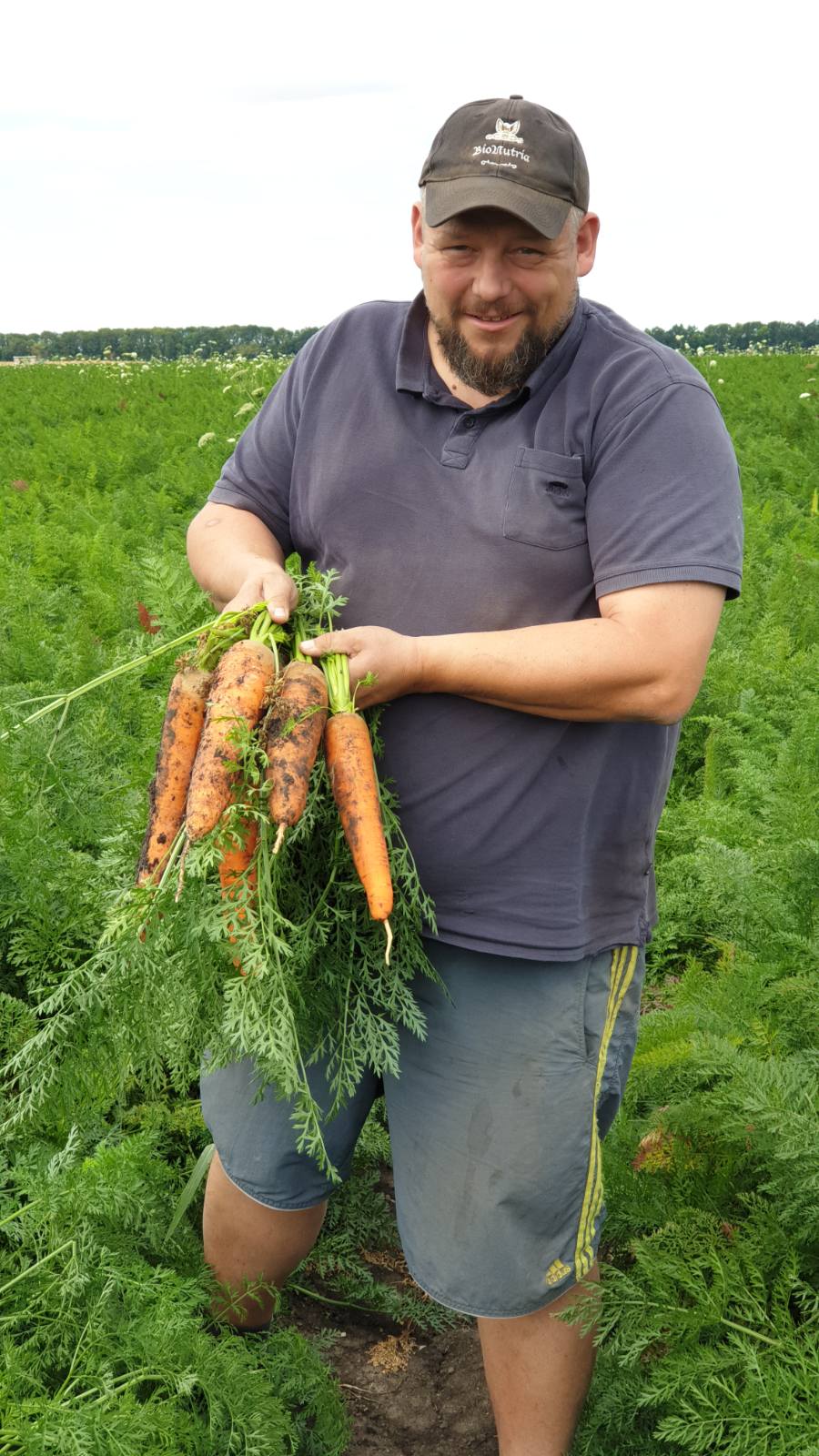 Схема внесения микроудобрений для моркови. Практический результат внесения 2020