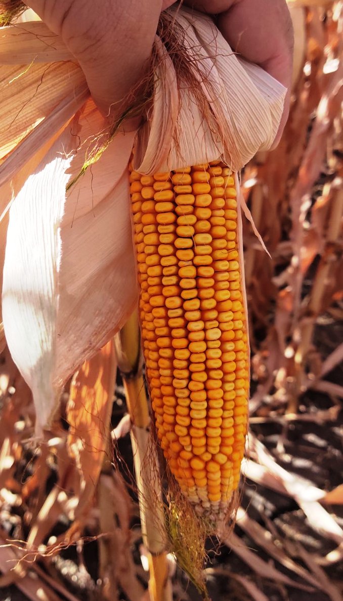 Урожай кукурузы 2020 с обработкой Айдамином