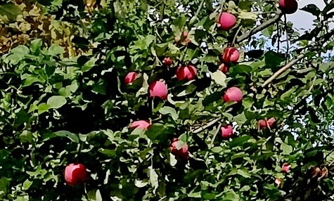 Яблоки после обработки Айдамин комплексный
