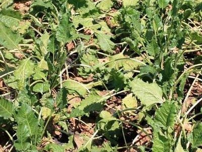 Вплив Борної кислоти на ріст рослин