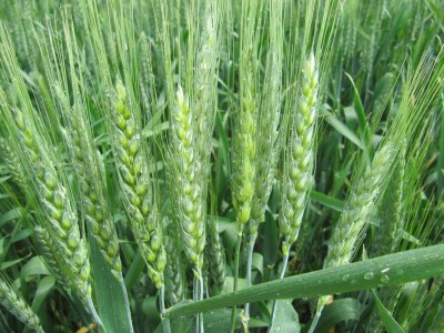 Озима пшениця - від розчарування до чарівності