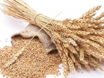 Про якість зерна пшениці. Уроки 2019 року.