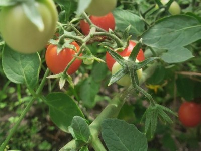 Удобрения Айдамин для овощей: томаты, огурцы, картофель