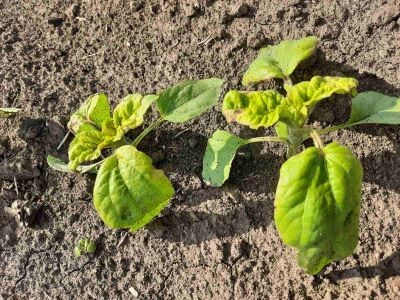 Промивання ґрунтових гербіцидів. 3 способи вирішення проблеми