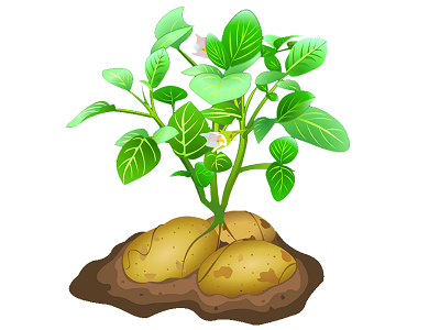 Добрива для картоплі: від посадки до збирання