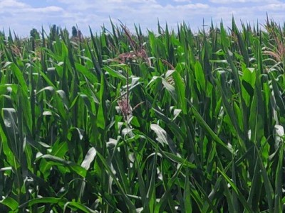 Добрива для позакореневого підживлення кукурудзи