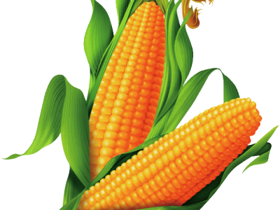 Рідкі добрива для кукурудзи