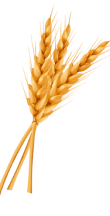 Схеми внесення рідких мікродобрив для озимої пшениці